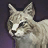 Серый камышовый кот.png