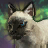 Сиамский камышовый кот.png